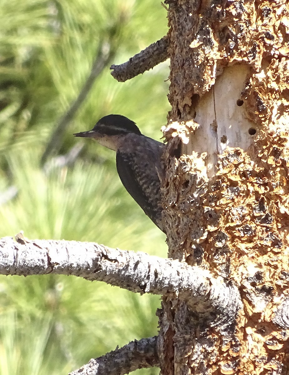 Black-backed Woodpecker - ML620932722