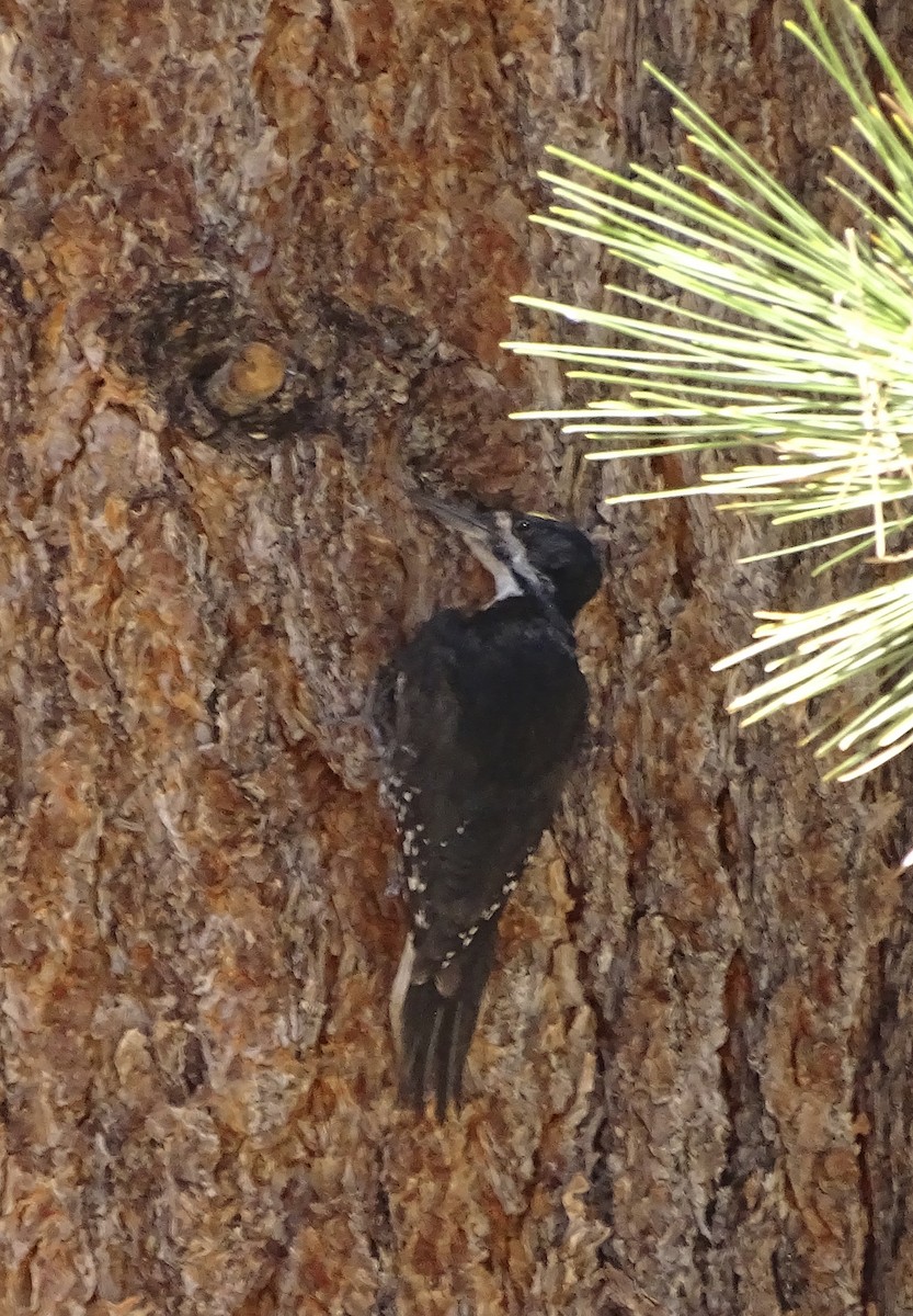 Black-backed Woodpecker - ML620932731