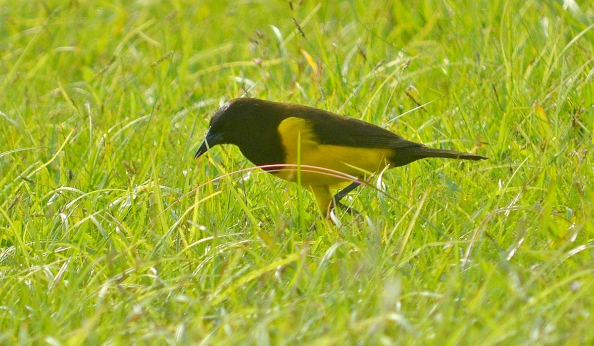 Yellow-rumped Marshbird - ML620932740