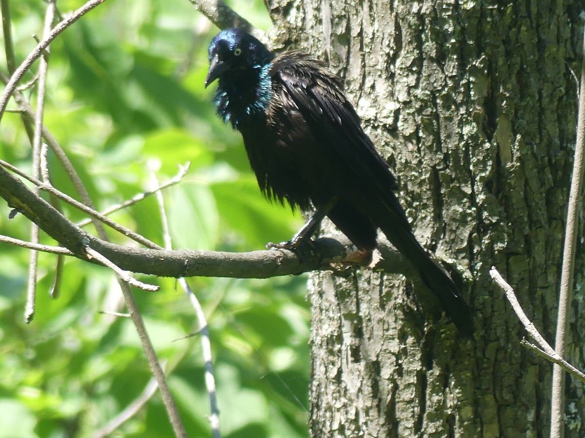 Common Grackle - claudine lafrance cohl