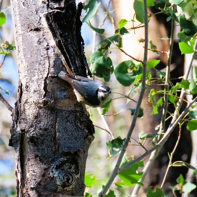 Red-breasted Nuthatch - ML620932815