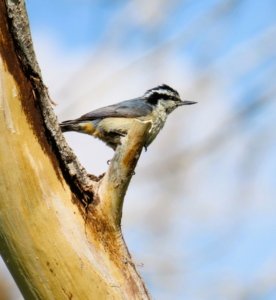 Red-breasted Nuthatch - ML620932816