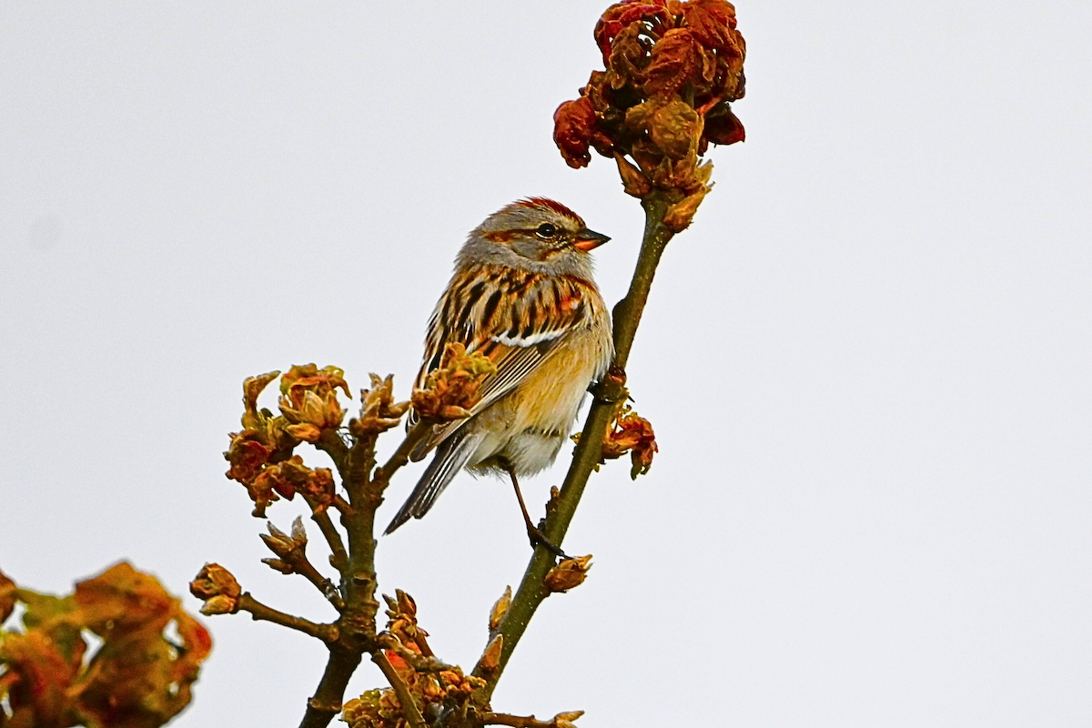 American Tree Sparrow - ML620932819