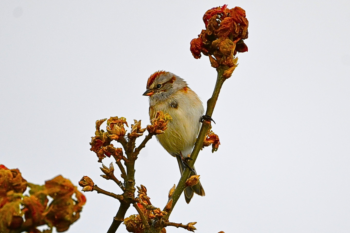 American Tree Sparrow - ML620932828