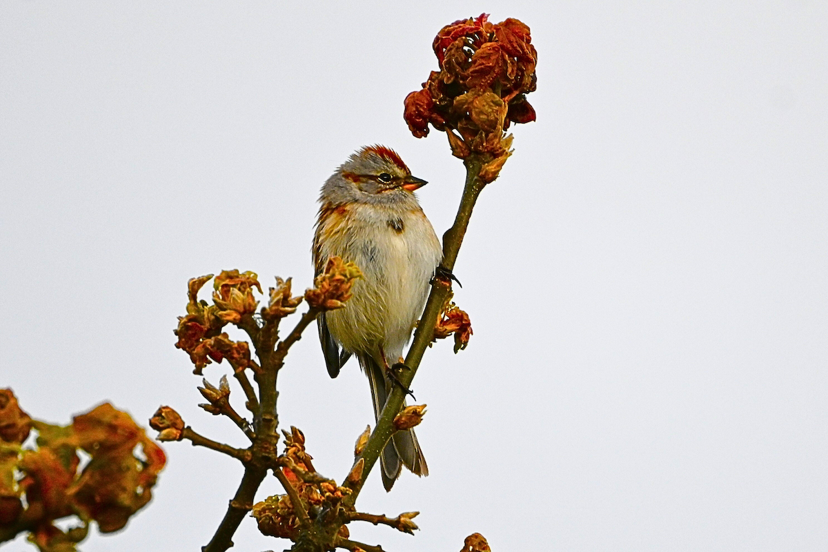 American Tree Sparrow - ML620932829