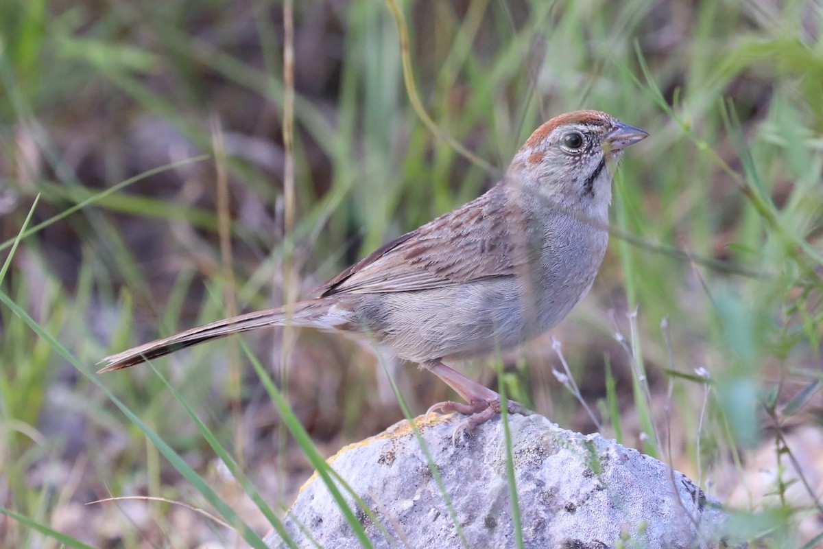 Rufous-crowned Sparrow - ML620932843