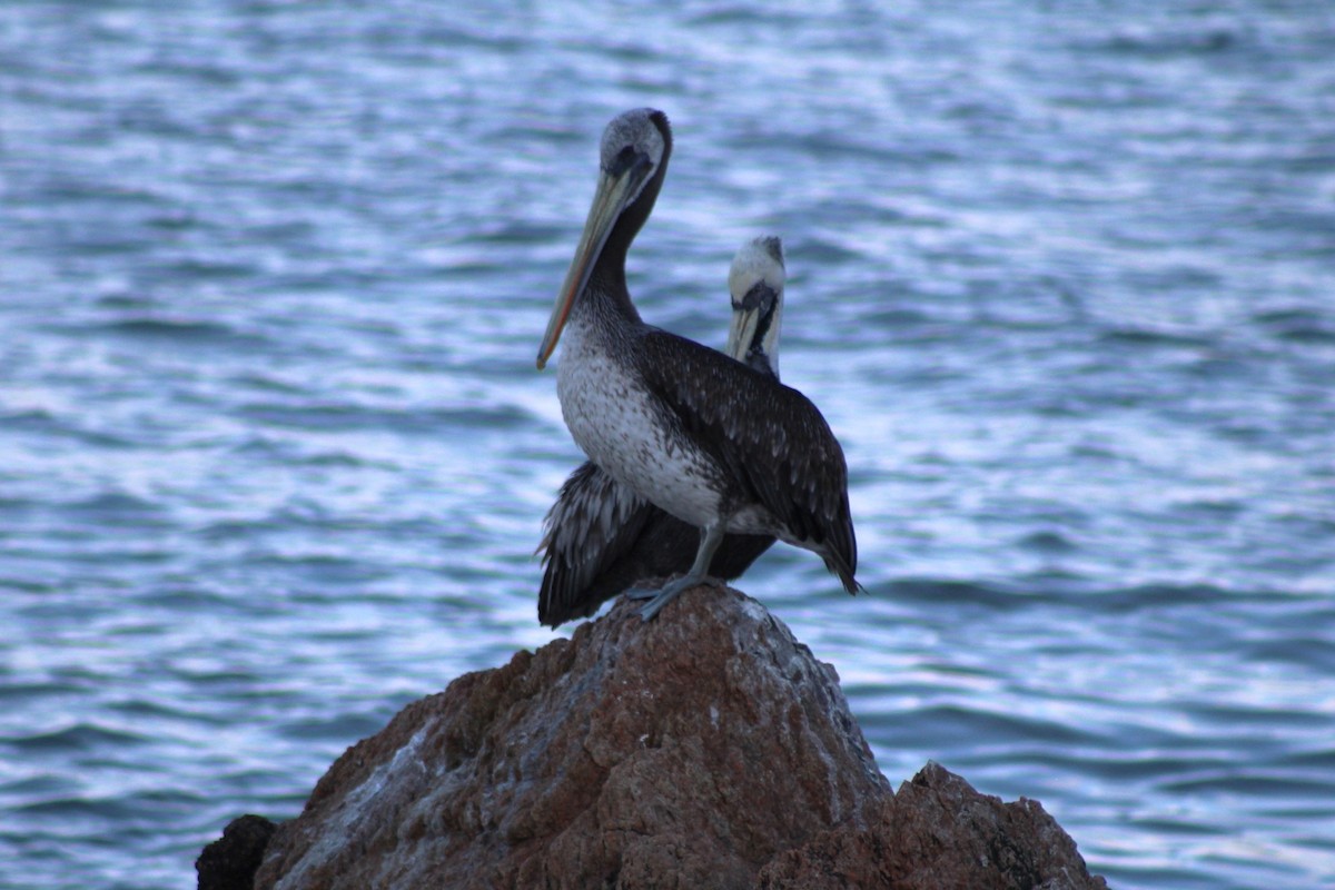 pelikán chilský - ML620932845