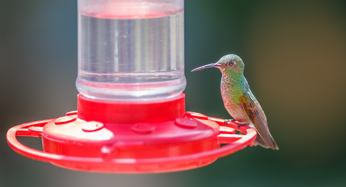 kolibřík mexický - ML620932871