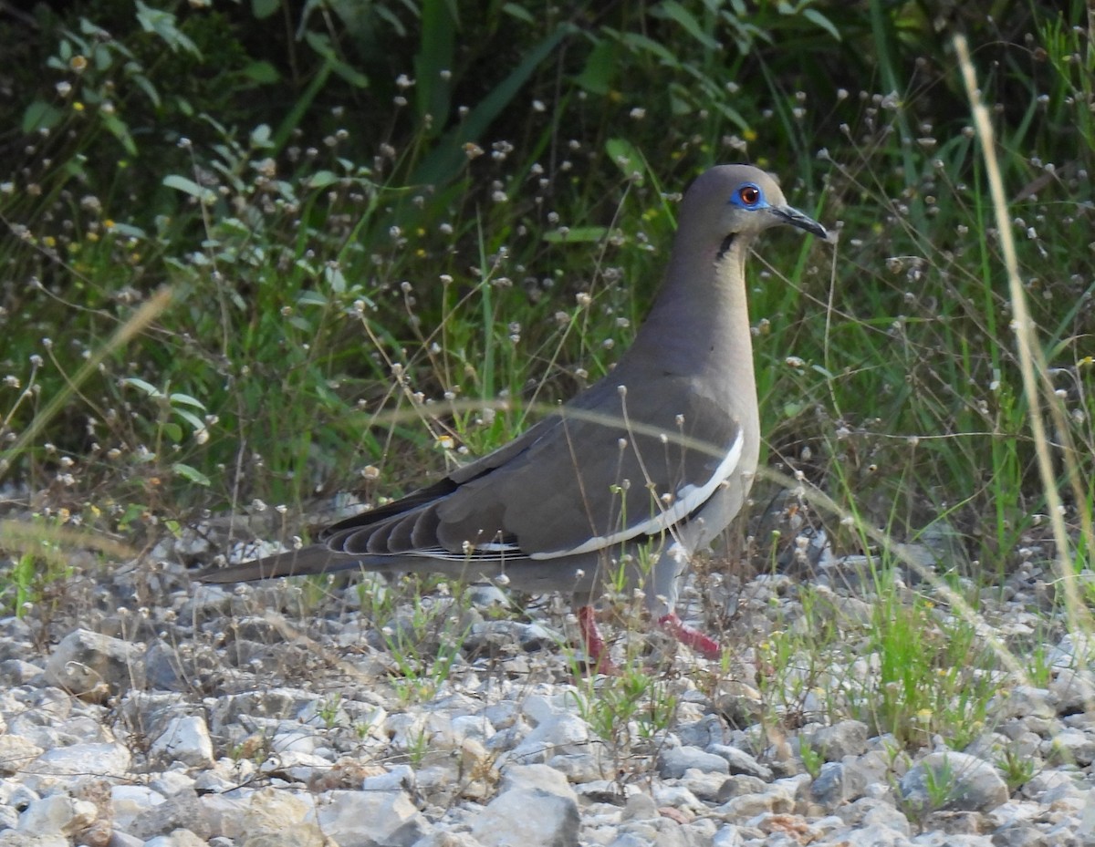 White-winged Dove - ML620932886