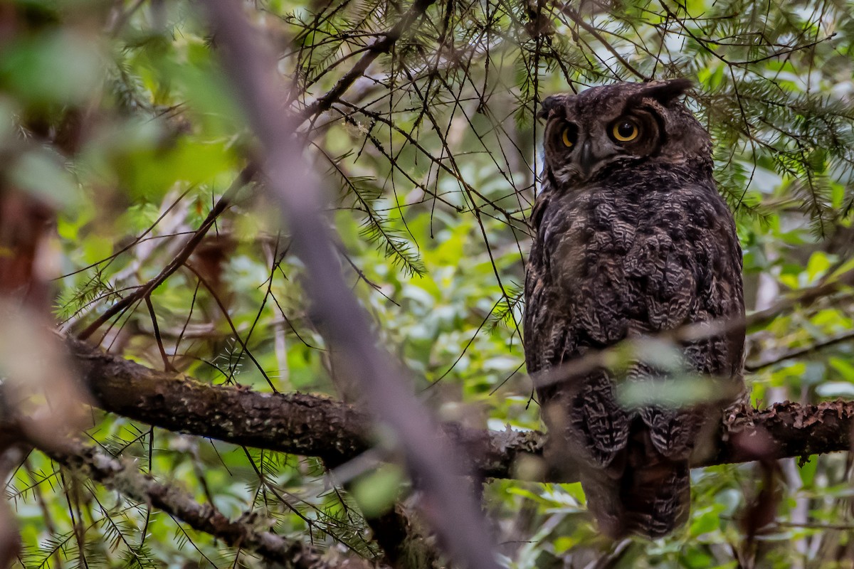 Great Horned Owl - ML620932888