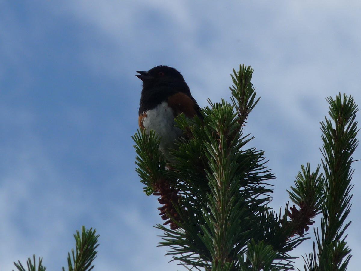 Spotted Towhee - ML620932892