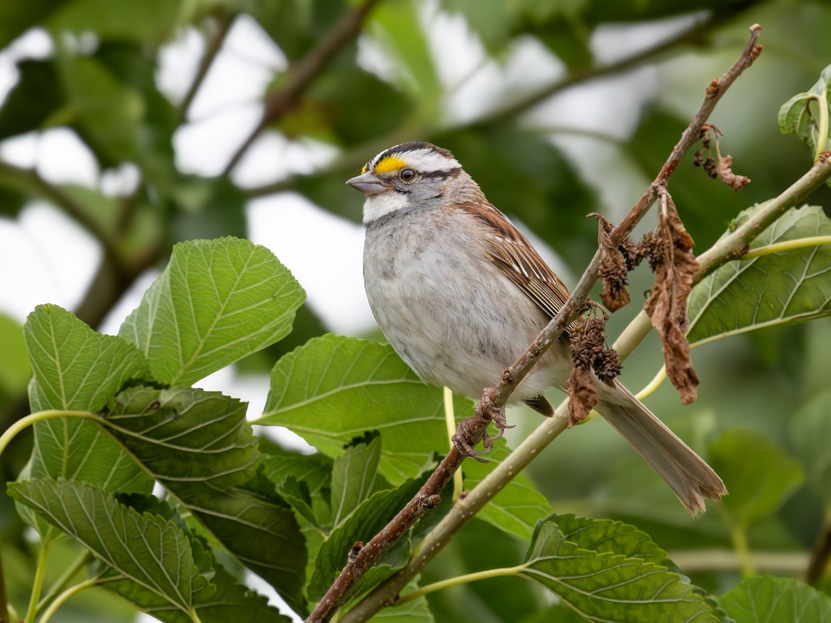 White-throated Sparrow - ML620932896
