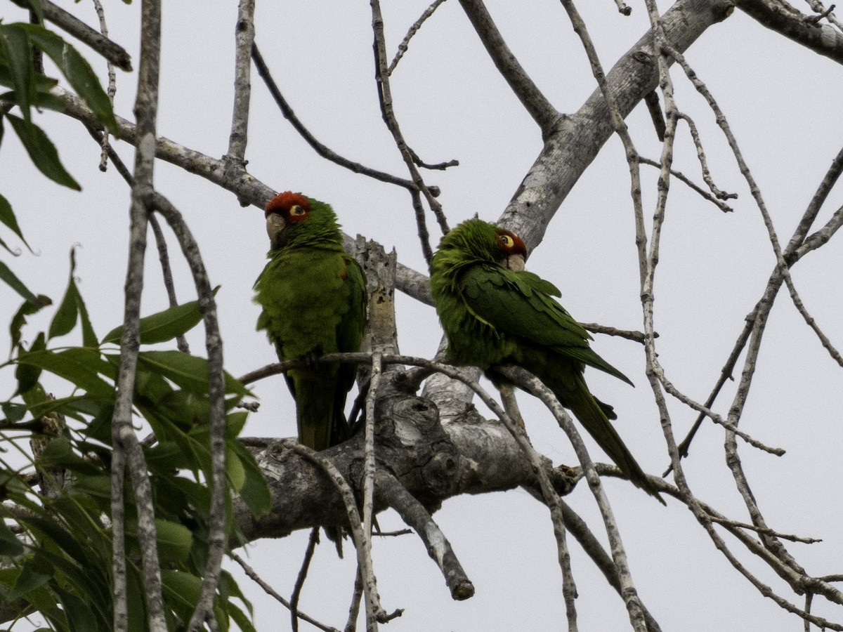Guayaquil Papağanı - ML620932898