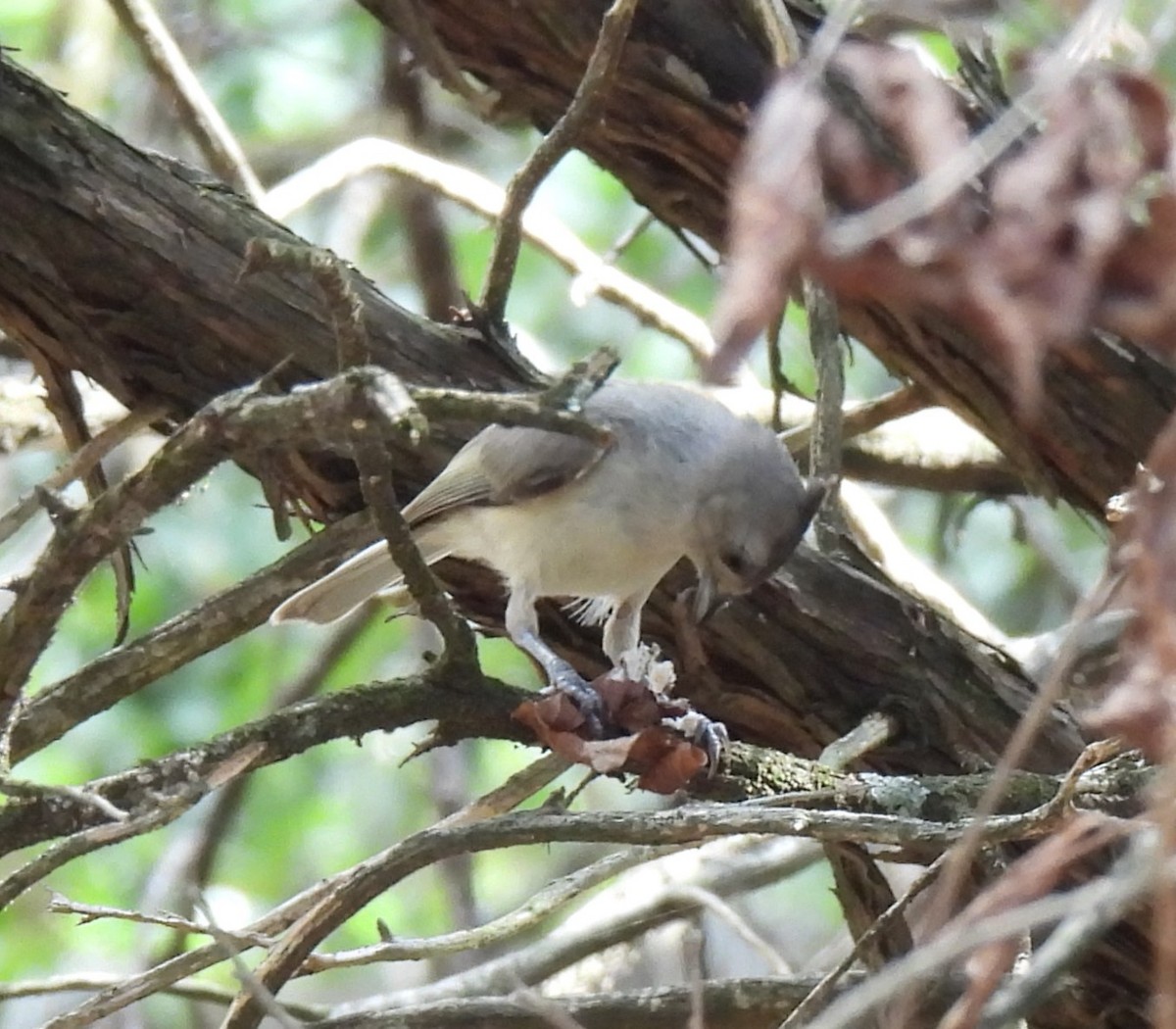 Tufted x Black-crested Titmouse (hybrid) - ML620932901