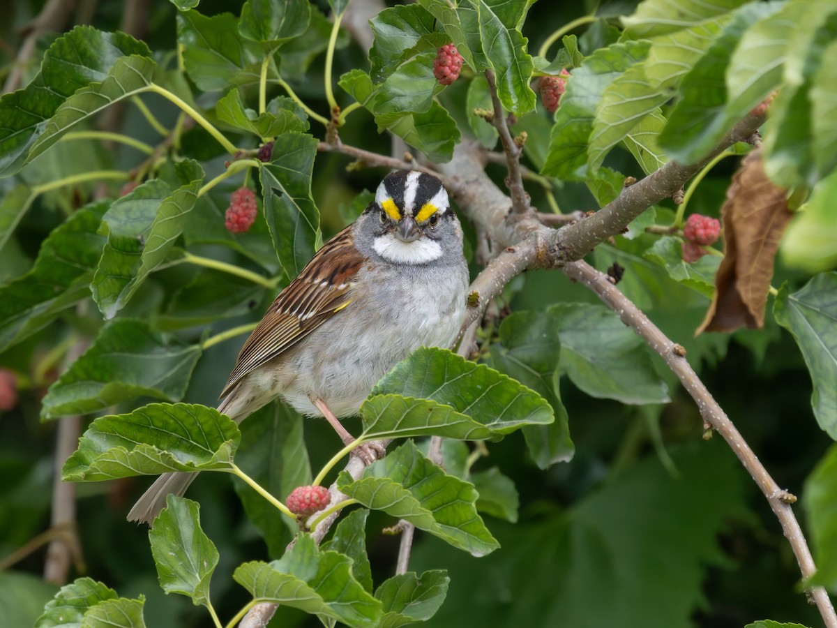 White-throated Sparrow - ML620932905