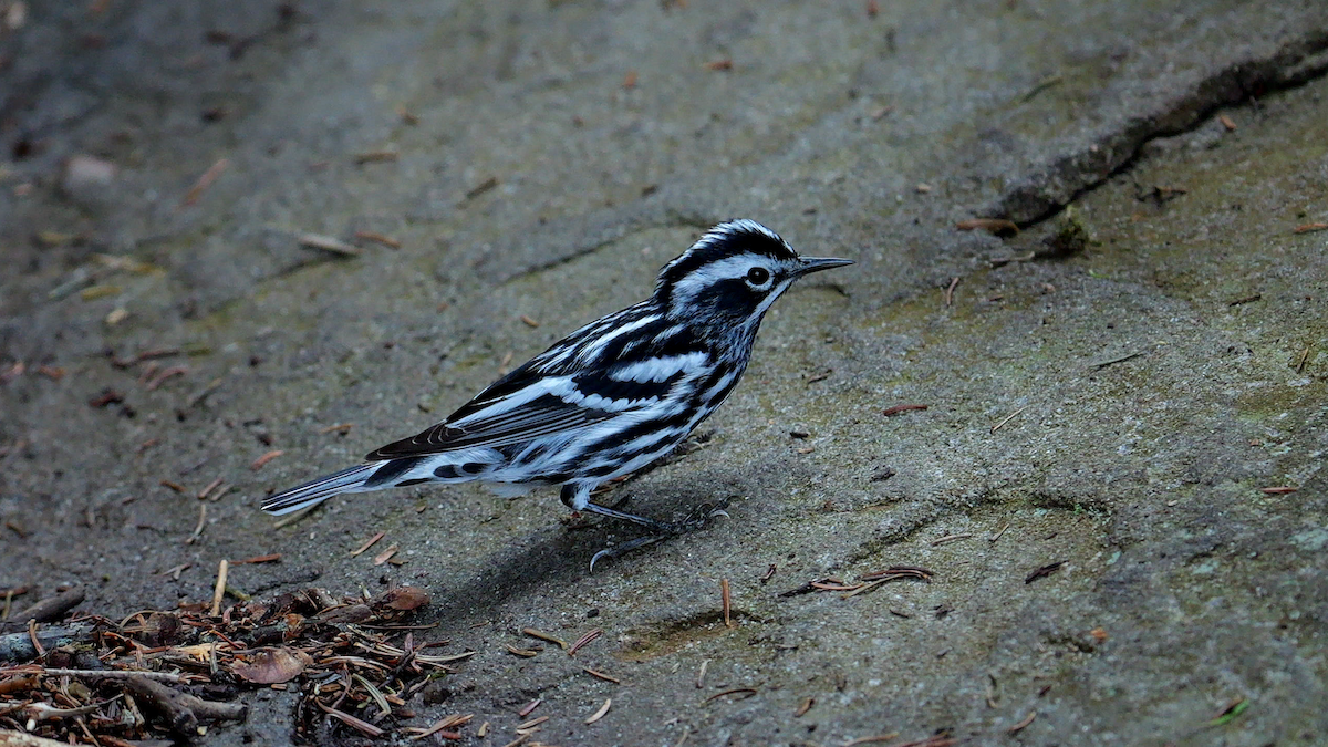 Black-and-white Warbler - ML620932909