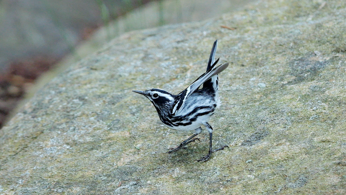 Black-and-white Warbler - ML620932910