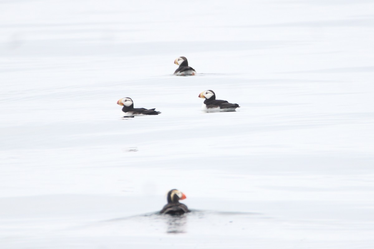 Horned Puffin - ML620932926