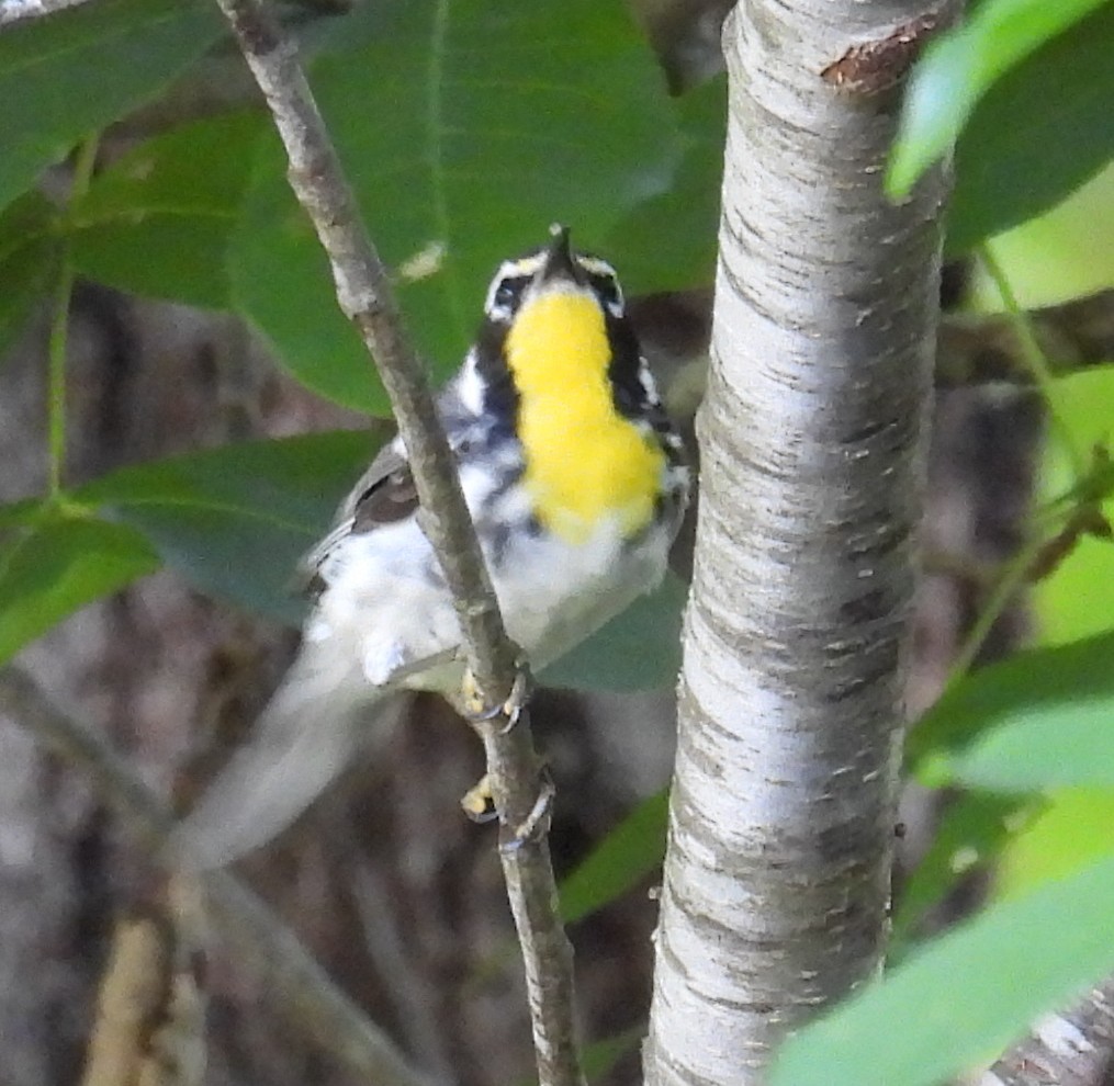 Yellow-throated Warbler - ML620932928