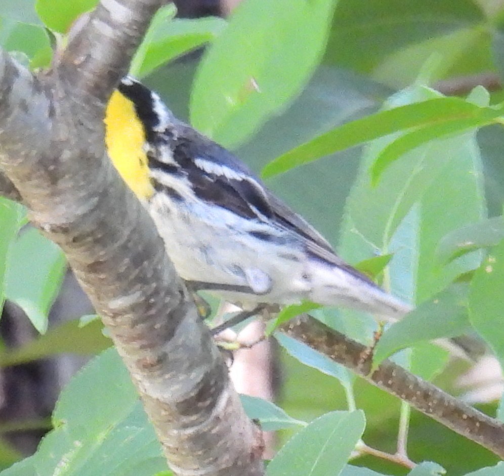 Yellow-throated Warbler - ML620932929