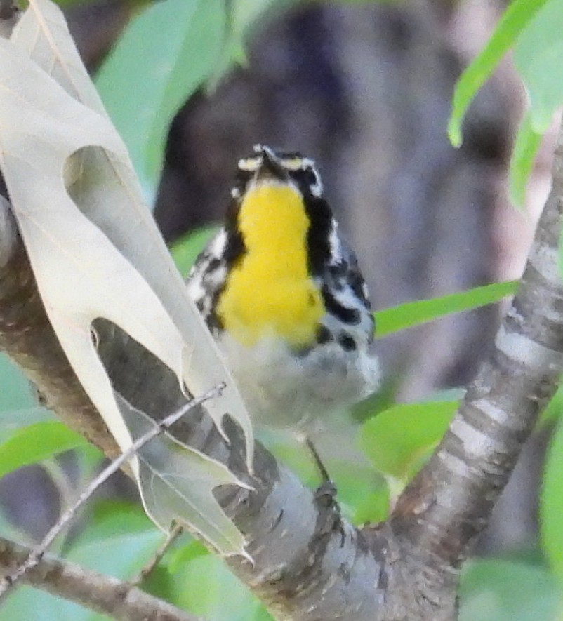 Yellow-throated Warbler - ML620932930