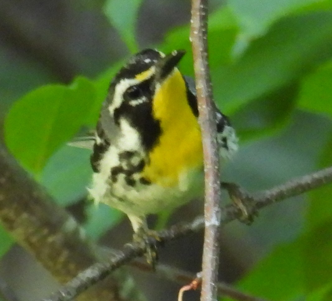 Yellow-throated Warbler - ML620932931
