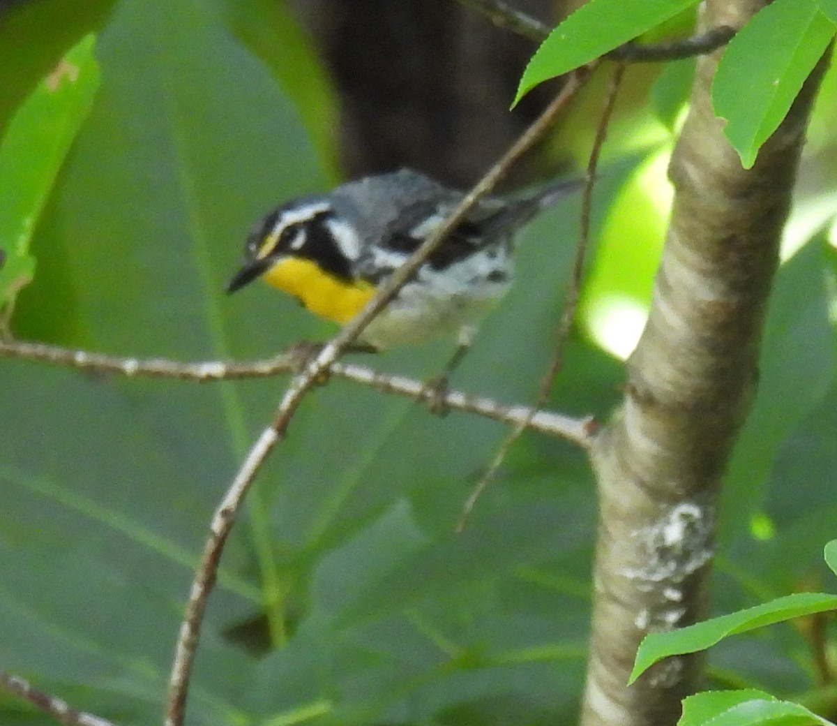 Yellow-throated Warbler - ML620932932