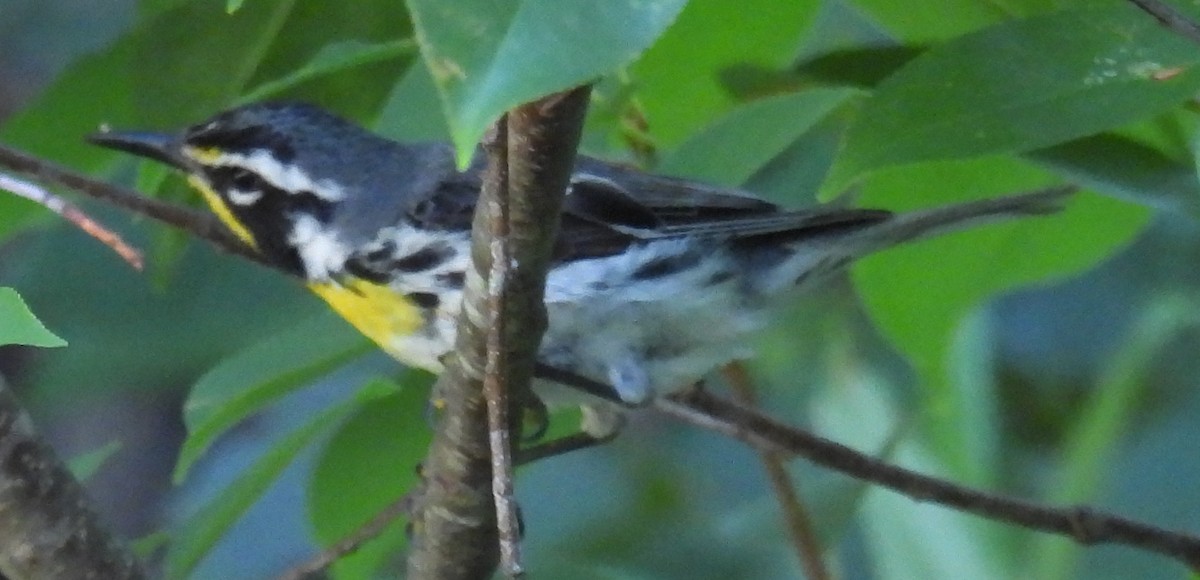 Yellow-throated Warbler - ML620932933