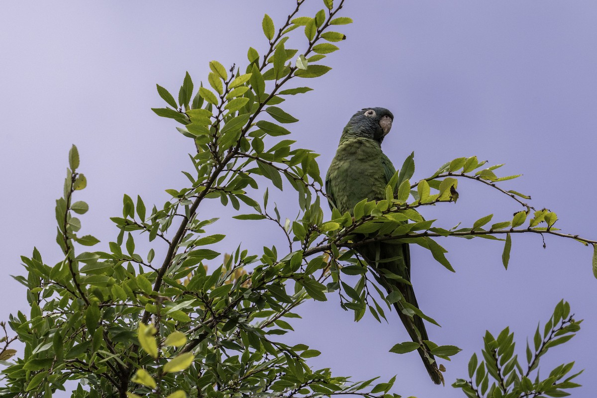 Blue-crowned Parakeet - ML620932941