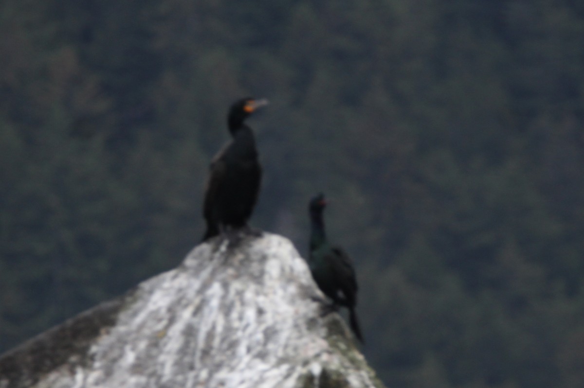 Red-faced Cormorant - ML620932948