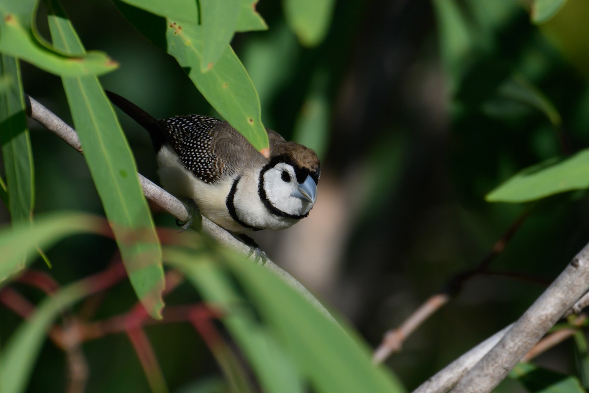 Double-barred Finch - Mark Lethlean