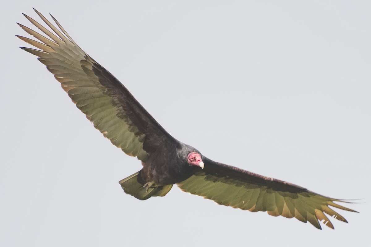 Turkey Vulture - ML620933008