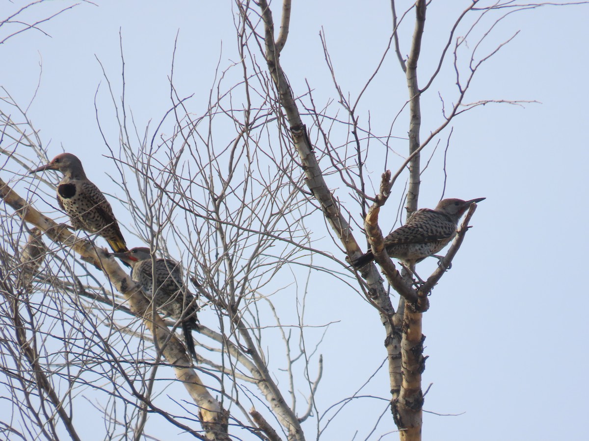 Gilded Flicker - ML620933080