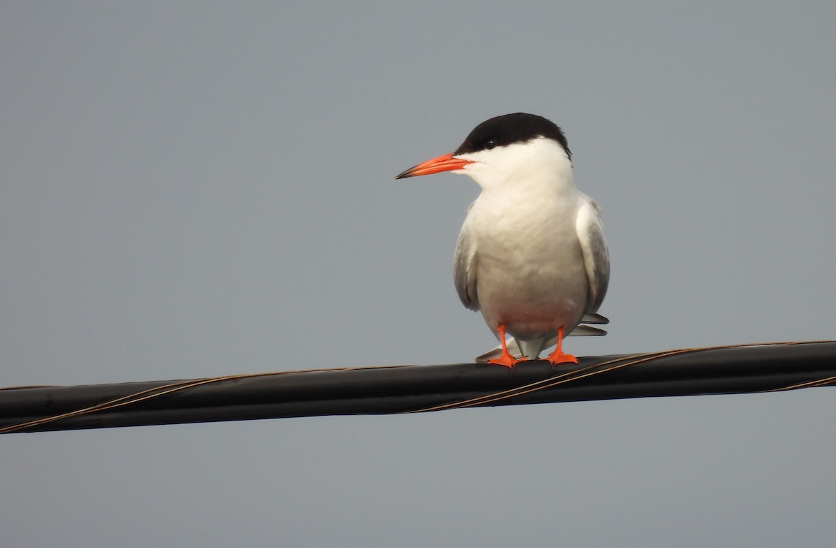 Common Tern - ML620933088