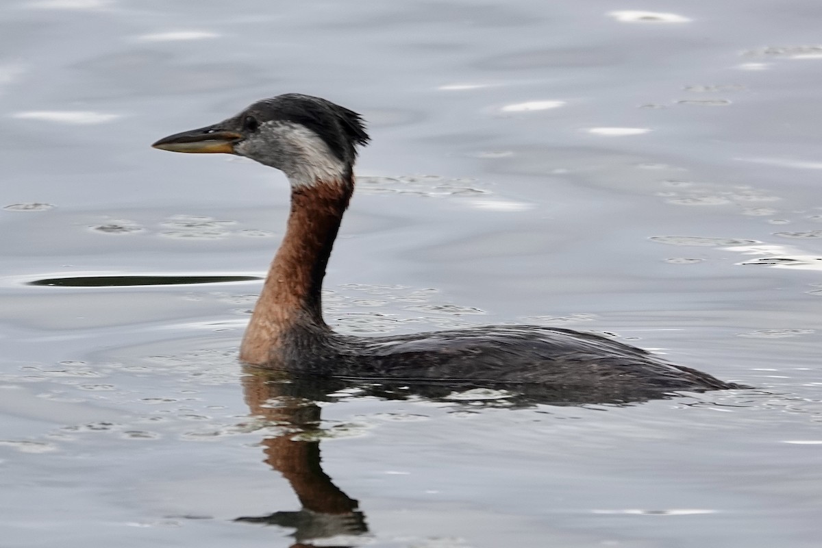 Red-necked Grebe - ML620933105