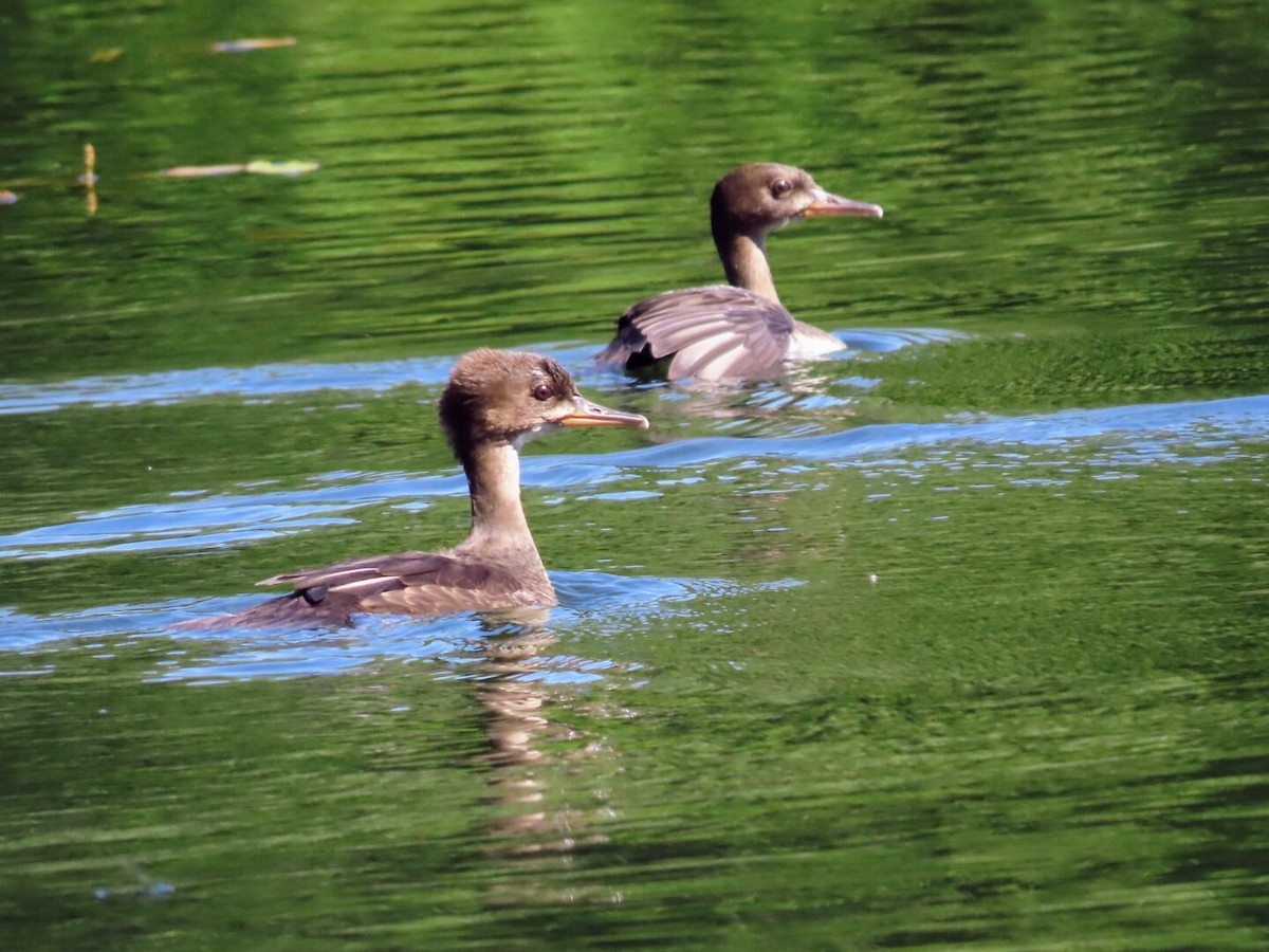 Hooded Merganser - ML620933145