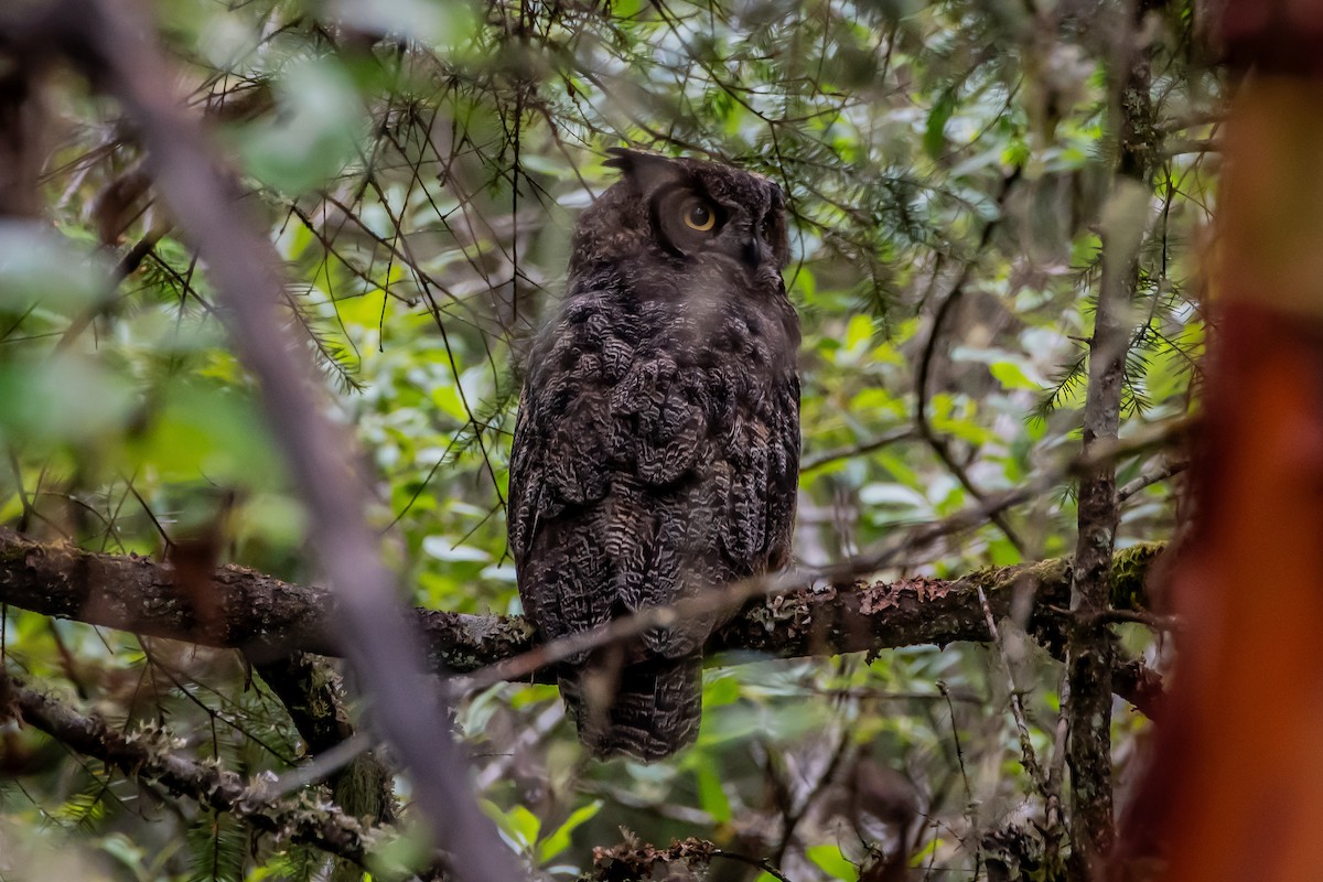 Great Horned Owl - ML620933153