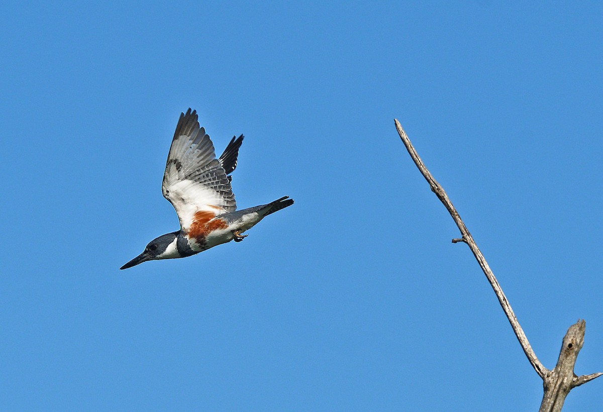 Belted Kingfisher - ML620933171