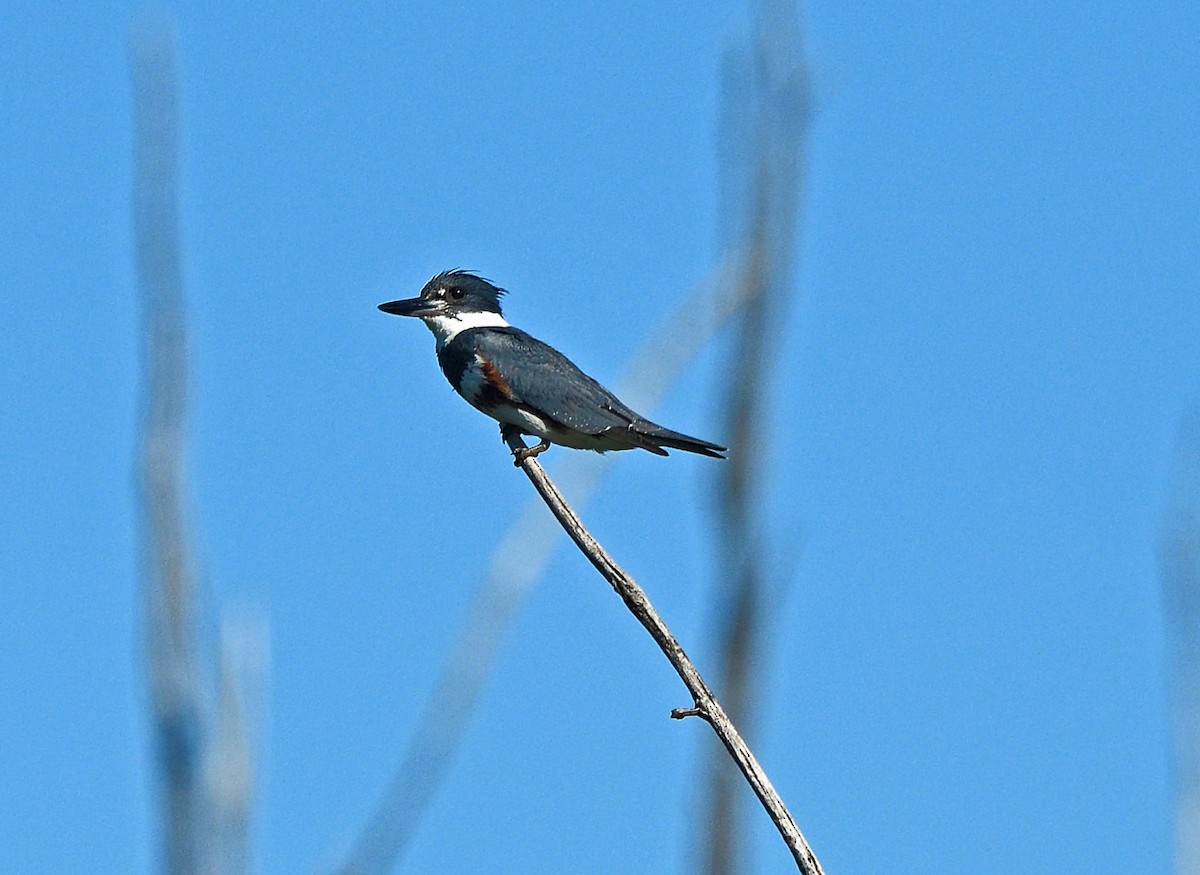 Belted Kingfisher - ML620933172