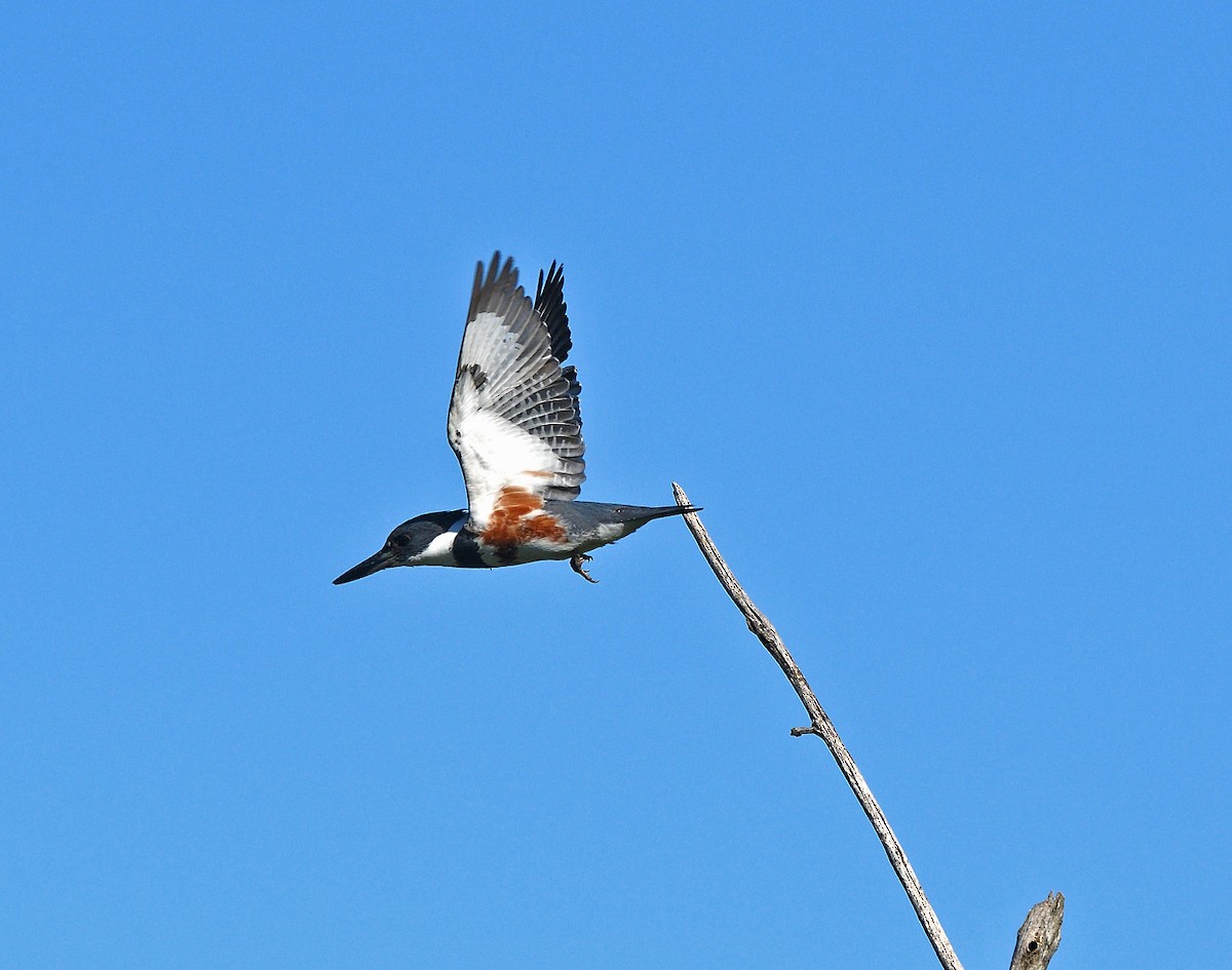 Belted Kingfisher - ML620933173