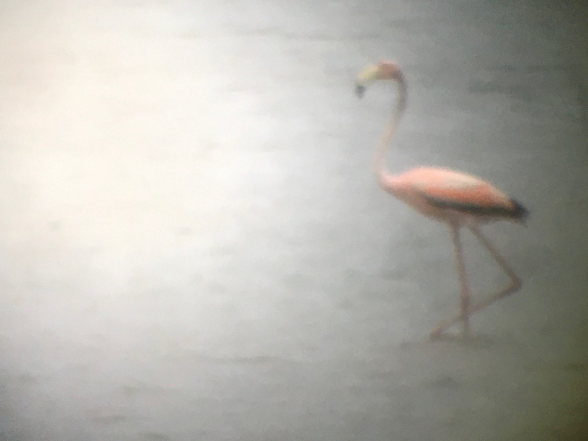 Amerika Flamingosu - ML620933194