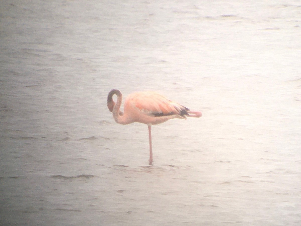 Amerika Flamingosu - ML620933196