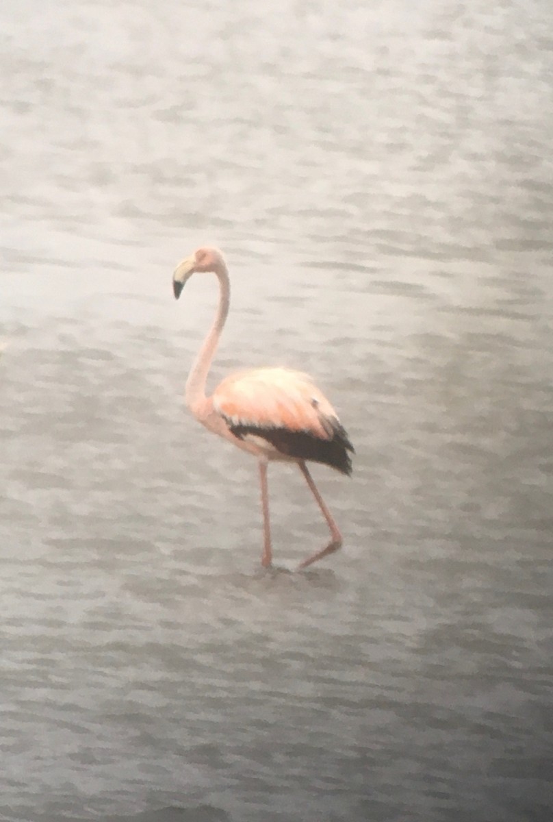 Amerika Flamingosu - ML620933197