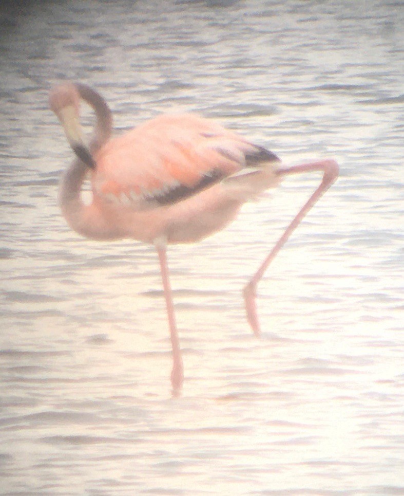 Amerika Flamingosu - ML620933200