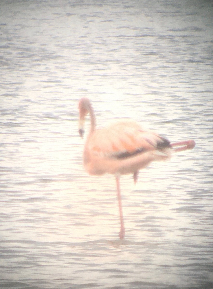 Amerika Flamingosu - ML620933201