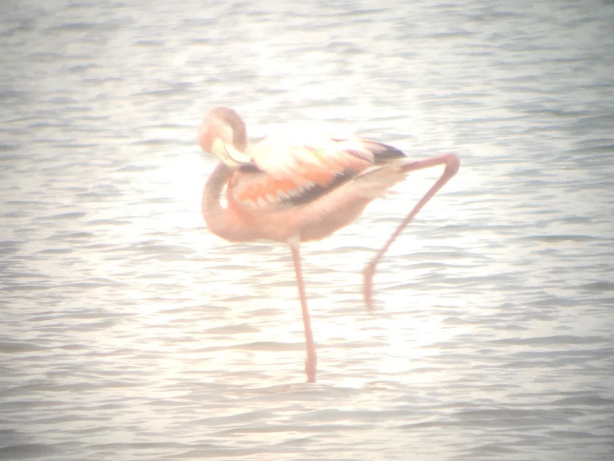 Amerika Flamingosu - ML620933202