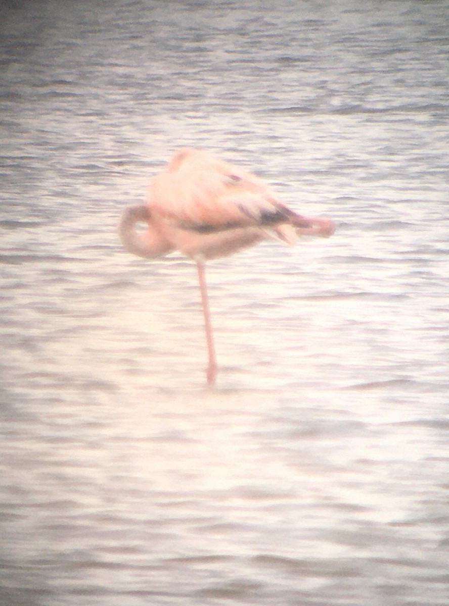 Amerika Flamingosu - ML620933204