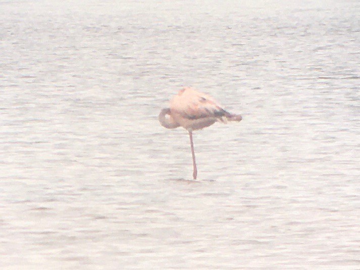 Amerika Flamingosu - ML620933205