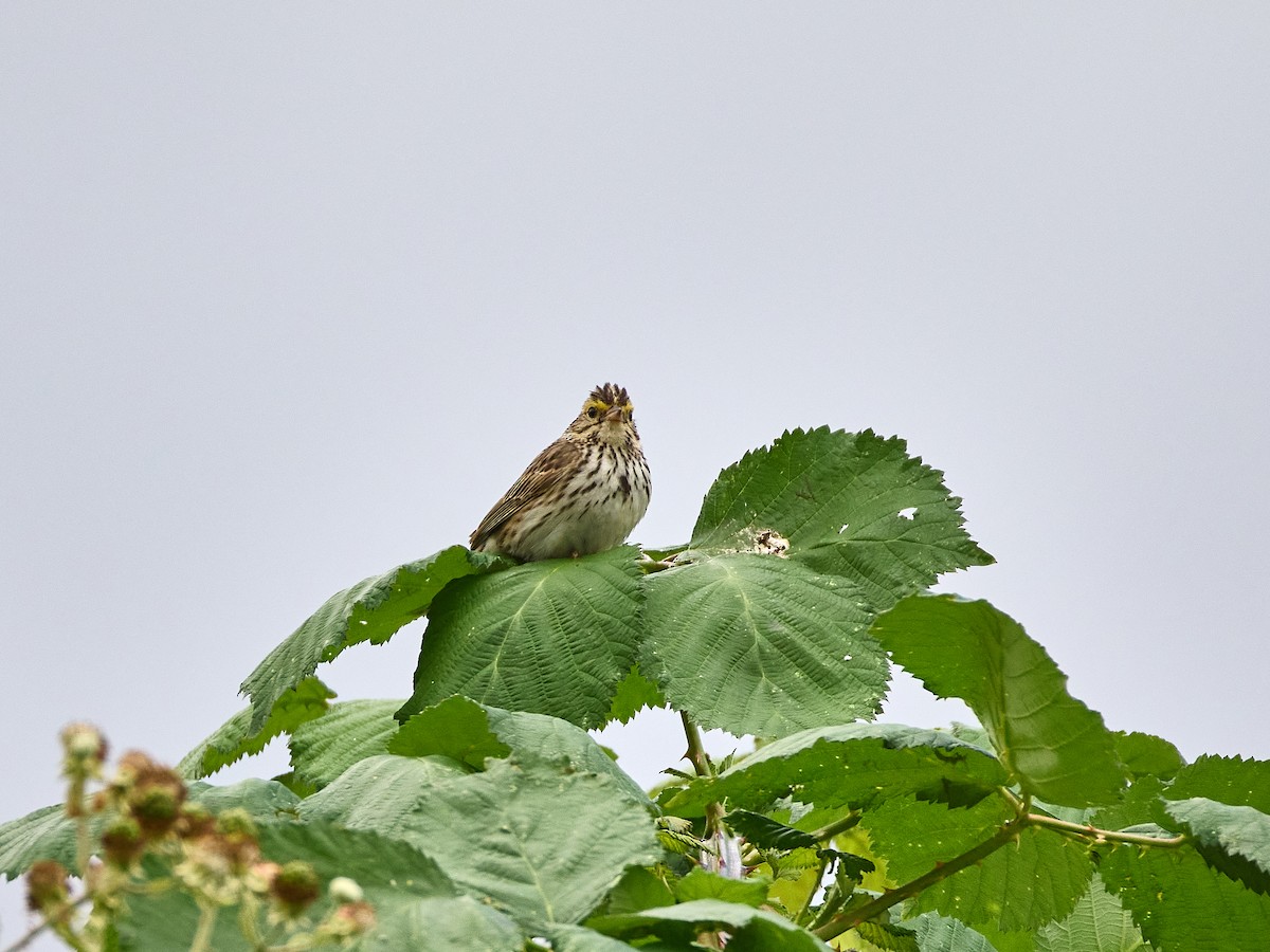 Savannah Sparrow (Savannah) - ML620933220