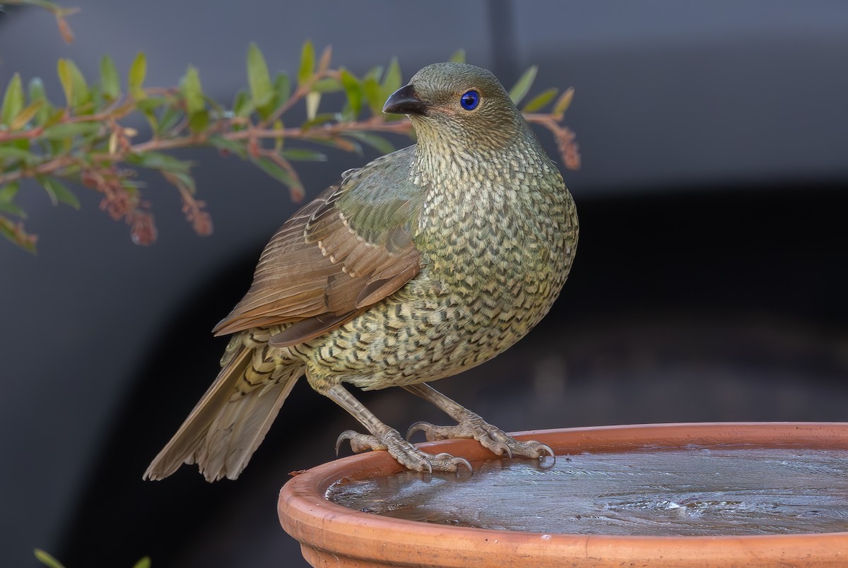 Satin Bowerbird - ML620933256